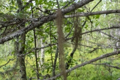 Bryoria fuscescens