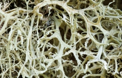 Evernia prunastri
