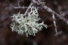 Evernia prunastri