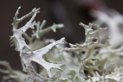 Evernia prunastri