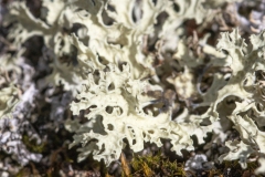 Flavocetraria nivalis