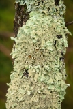 Flavoparmelia caperata