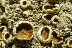 Flavoparmelia caperata