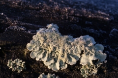 Flavoparmelia sp