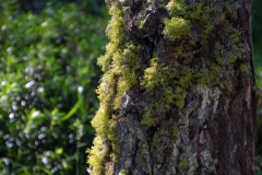 Letharia vulpina