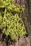Letharia vulpina
