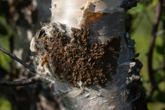 Melanohalea olivacea