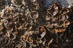 Melanohalea olivacea