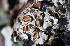 Parmelia quercina