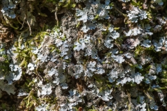 Parmelia saxatilis
