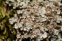 Parmelia saxatilis