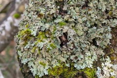 Parmelia sulcata