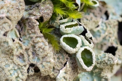 Parmelia sulcata