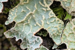 Parmelia sulcata