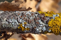 Parmelina quercina