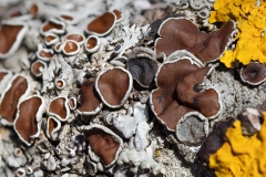 Parmelina quercina