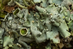 Parmelina sp