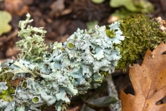 Parmelina sp
