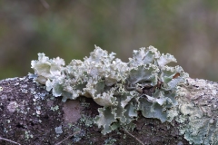Parmotrema hypoleucinum