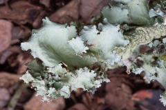 Parmotrema hypoleucinum