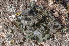 Pleurosticta acetabulum