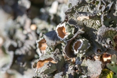 Pleurosticta acetabulum