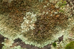 Xanthoparmelia sp