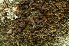 Xanthoparmelia sp