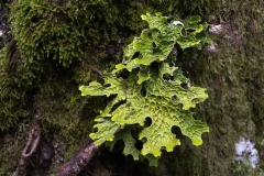 Lobaria pulmonaria