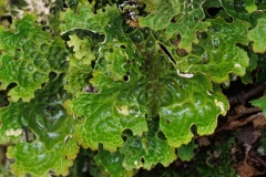 Lobaria pulmonaria