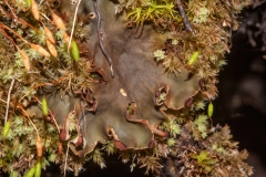 Peltigera horizontalis
