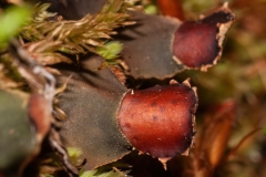 Peltigera horizontalis