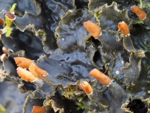 Peltigera praetextata