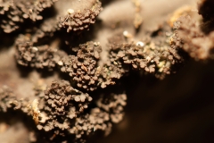 Peltigera pratextata