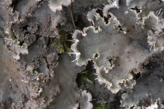 Peltigera pratextata