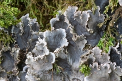 Peltigera pratextata