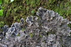 Peltigera pratextata