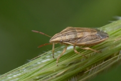 Aelia acuminata