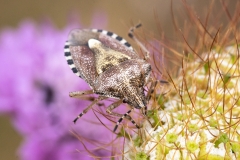Dolycoris baccarum