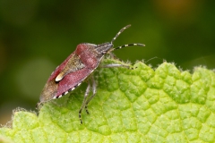 Dolycoris baccarum