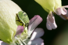 Palomena prasina