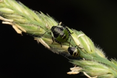 Palomena prasina