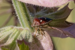Stagonomus amoenus
