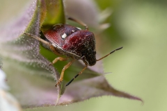 Stagonomus amoenus