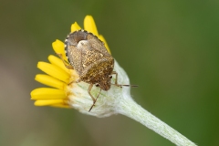 Staria lunata