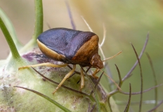 Ventocoris rusticus