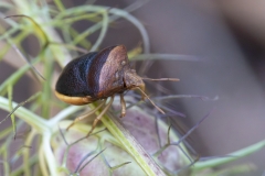 Ventocoris rusticus