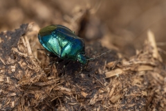 Zicrona caerulea