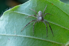 Philodromus aureolus
