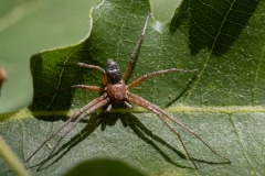 Philodromus aureolus